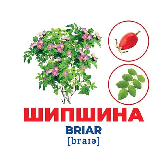 Набор развивающих карточек Гений с пеленок Деревья и кустарники 10107196, 17 карточек