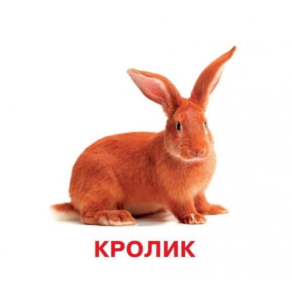 Развивающие карточки для детей Домашние животные J012yD, 18 картинок