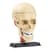 Научный набор "Модель черепа с нервами" Edu-Toys SK010 сборная, 9 см
