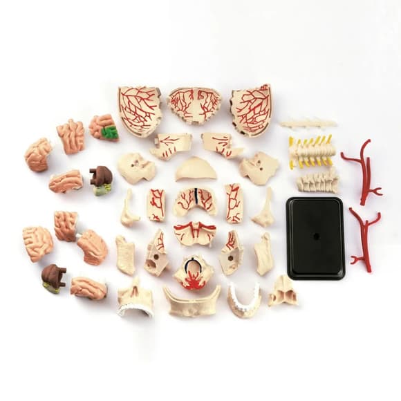 Научный набор "Модель черепа с нервами" Edu-Toys SK010 сборная, 9 см