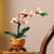 Конструктор LEGO Botanicals Міні орхідея 274 деталі (10343)
