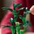 Конструктор LEGO Botanicals Бамбук щастя 325 деталей (10344)