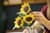 Конструктор LEGO Botanicals Букет соняшників 686 Деталей  (11502)