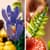 Конструктор LEGO® Botanicals Лісові гриби Набір для конструювання, 806 детал1 (11505)