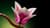 Конструктор LEGO® Botanicals Гілки магнолії 435 Деталей  (11510)