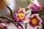 Конструктор LEGO® Botanicals Гілки магнолії 435 Деталей  (11510)