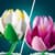 К онструктор LEGO® Botanicals Латаття Квітковий набір для конструювання, 259 деталей (11511)