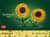Конструктор LEGO Botanicals Соняшники 191 деталь (40524)