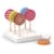 Игрушечные продукты Viga Toys Леденцы из дерева 6 шт. (44529)