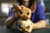 Конструктор LEGO® Pokemon™ Іві Набір для конструювання моделі для геймерів, 585 деталей (72151)