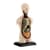 Модель туловища человека Edu-Toys сборная 12,7 см (SK008)