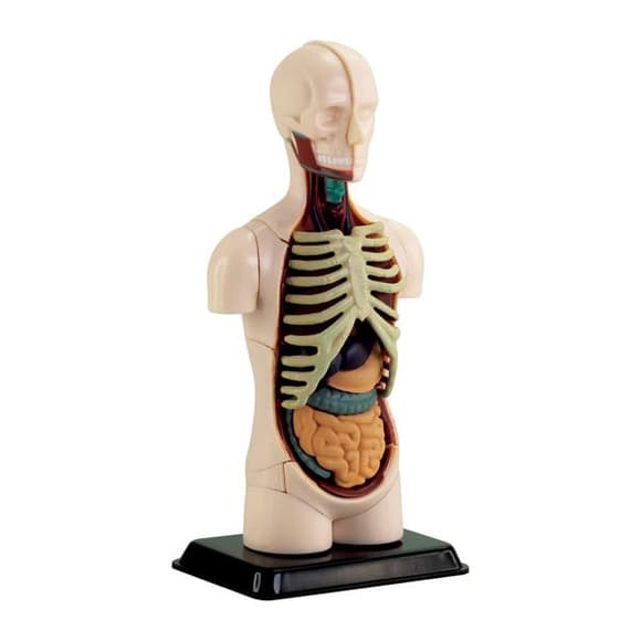 Модель туловища человека Edu-Toys сборная 12,7 см (SK008)