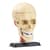 Модель черепа с нервами  Edu-Toys сборная 9 см (SK010)