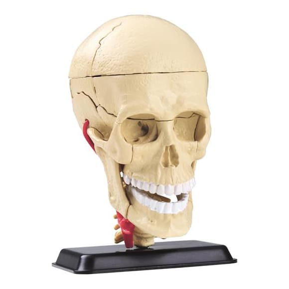 Модель черепа с нервами Edu-Toys сборная 9 см (SK010)