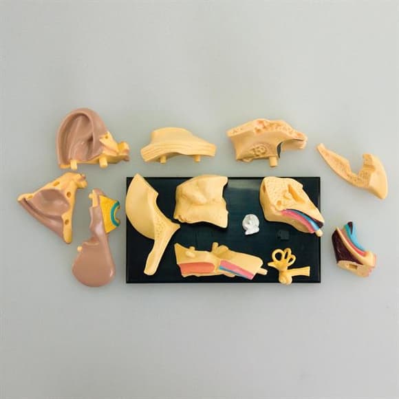 Модель анатомия уха Edu-Toys сборная 7,7 см (SK012)
