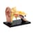 Модель анатомія вуха Edu-Toys збірна 7,7 см (SK012)