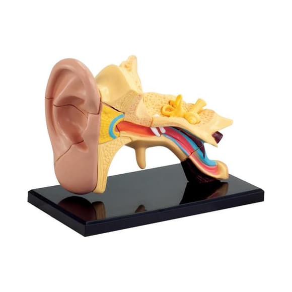 Модель анатомия уха Edu-Toys сборная 7,7 см (SK012)