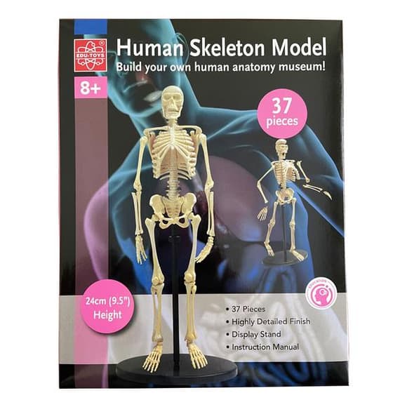 Модель скелета человека Edu-Toys сборная 24 см (SK057)
